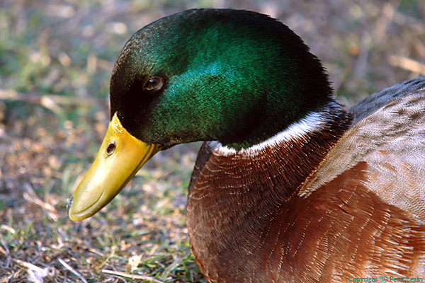 Mallard in Venice