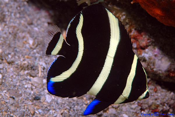 Juvenille Gray Angelfish