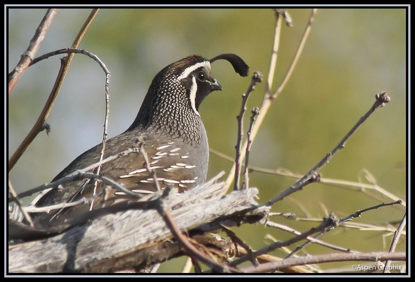 Quail Profile