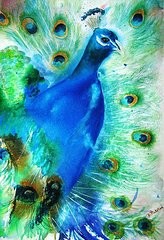 Peacock Fantasy