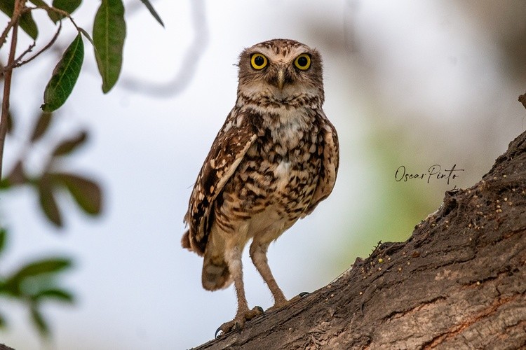 Owl