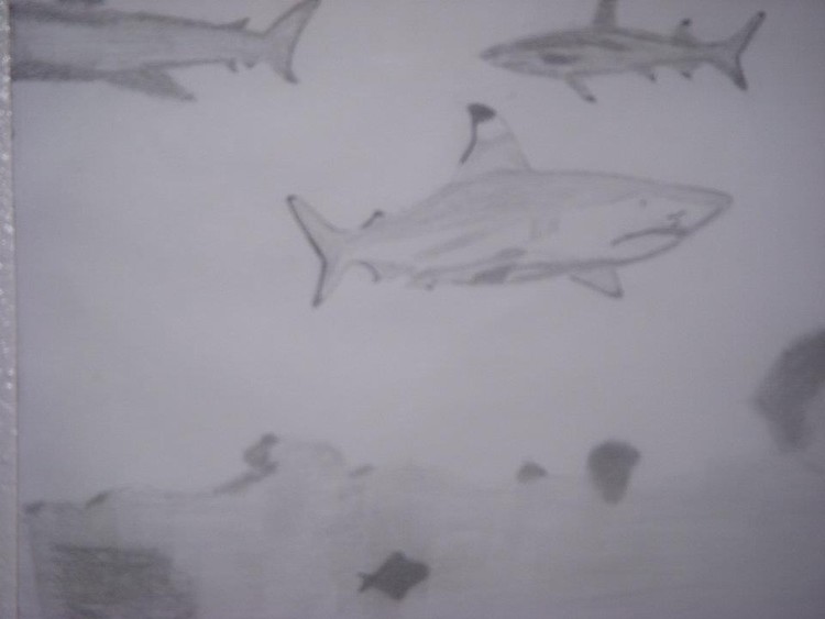 Sharks