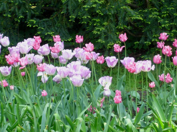 tulips