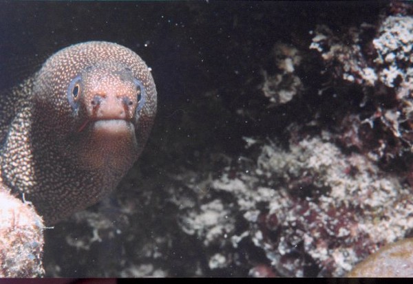 Inquisitive moray