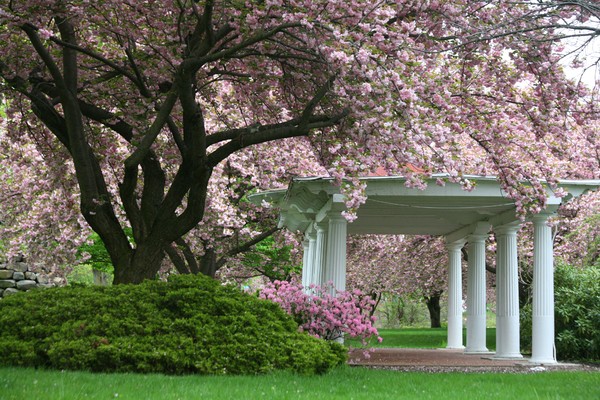 Wharton Blossoms