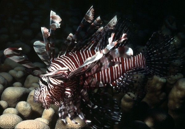 Lionfish 2