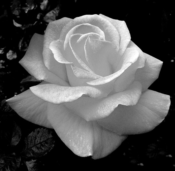 New Years Rose - Black And White