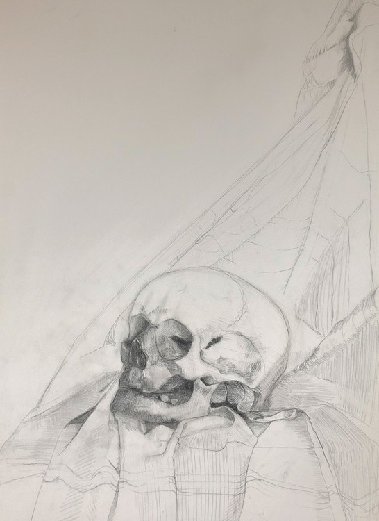 Skull study.