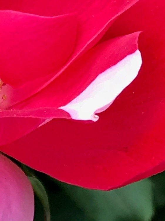 Flor3