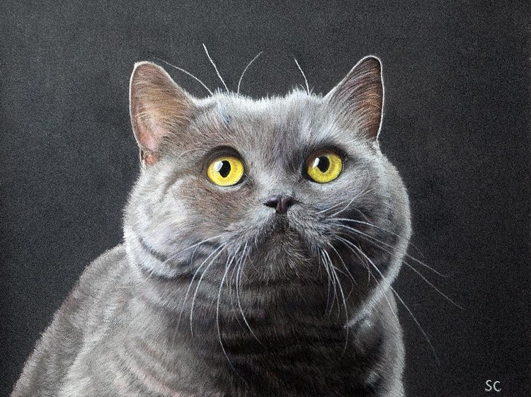 British shorthair