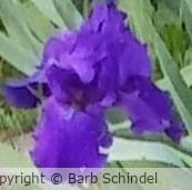 Iris 