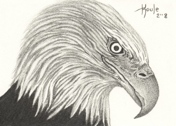 ACEO Piercing Stare - Bald Eagle