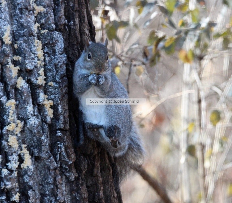 Squirrel Pray
