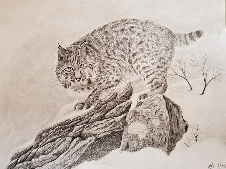 Bobcat