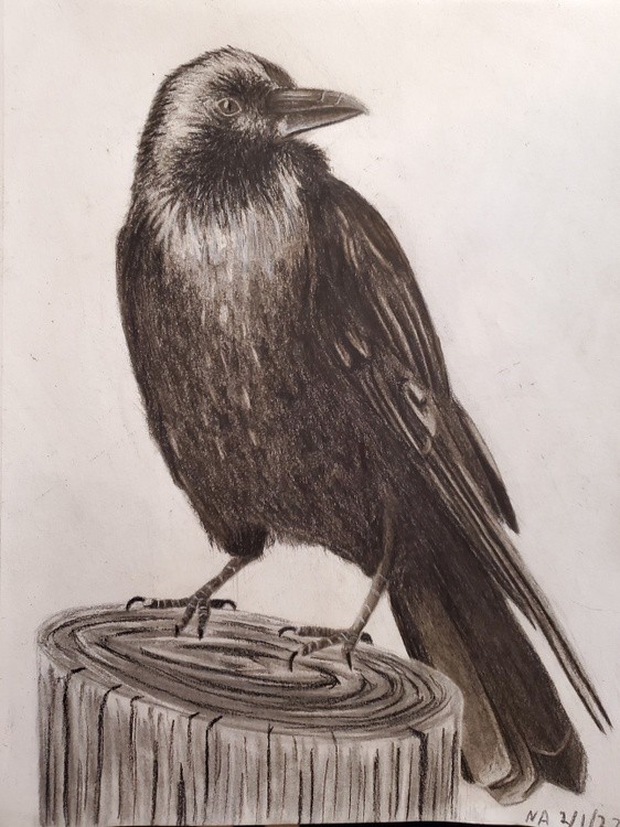 Crow