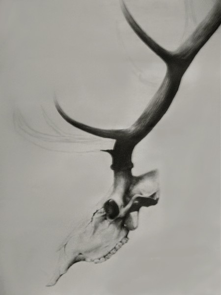 Study of a Skull (Incomplete, detail)