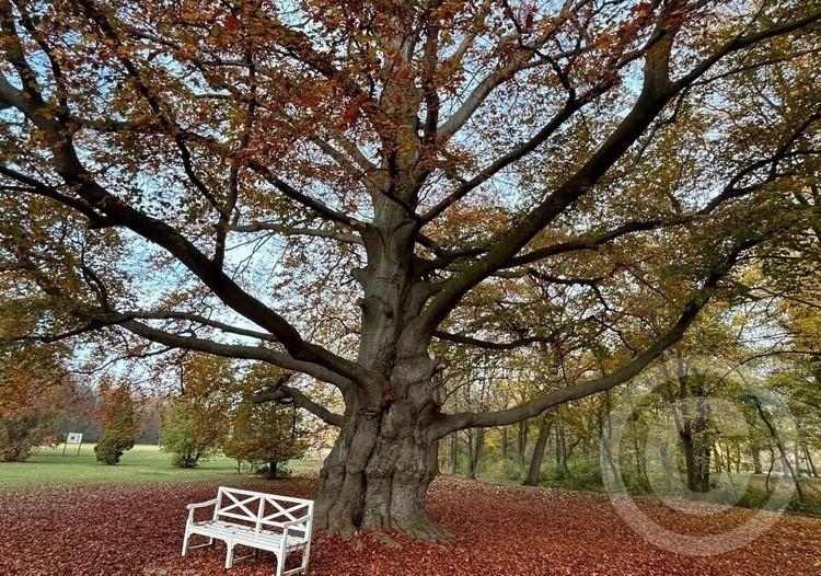 White bench under a tree in the fall