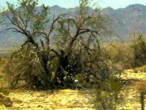 Wild Tree