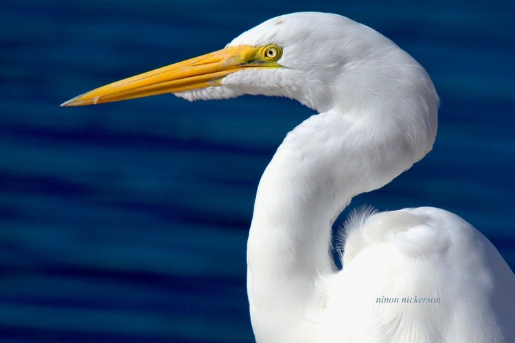 Great Egret