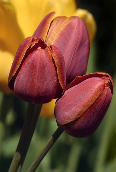 Trio of Tulips