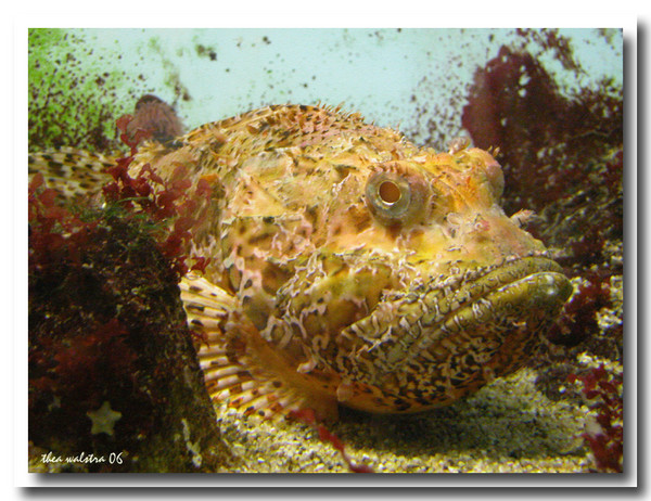 Creatures of the sea