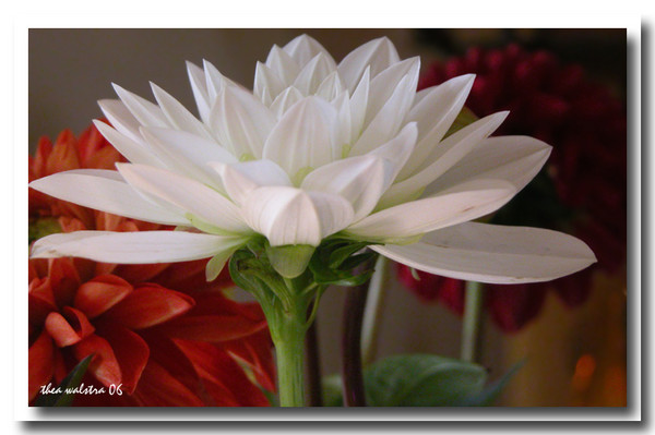 Angels white