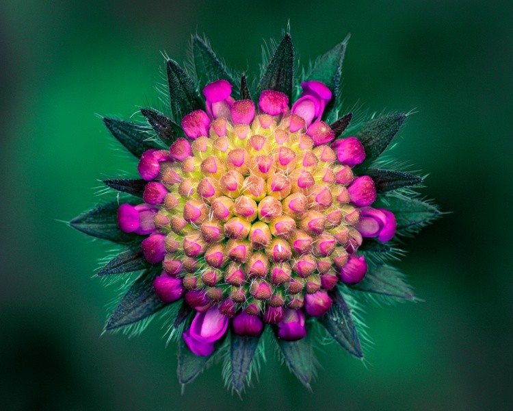 Knautia Arvensis