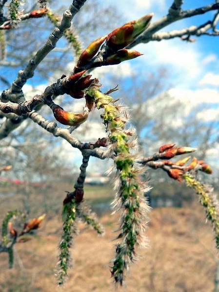 Poplar Catkin