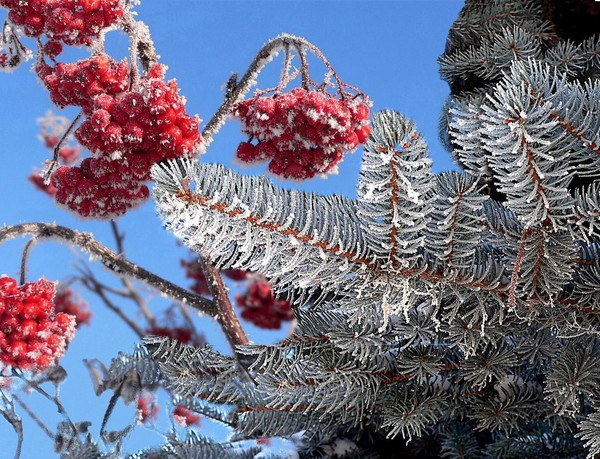 Fir and Berries