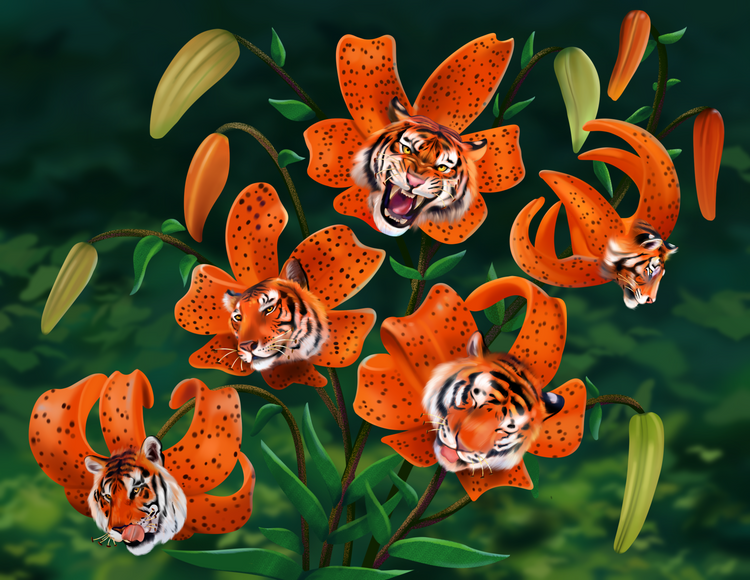 Tiger Lily