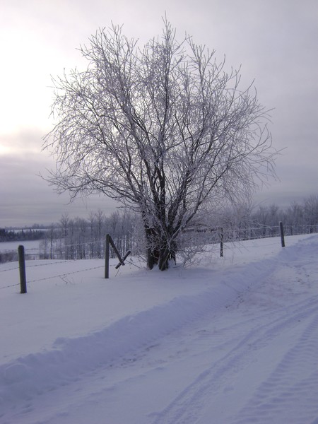 Iron River Tree