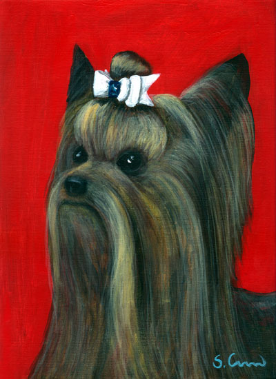 White Bow Yorkie with Sapphire