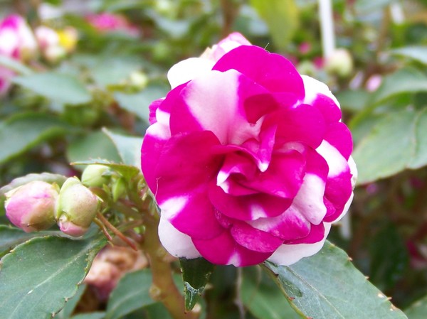 Red Rose