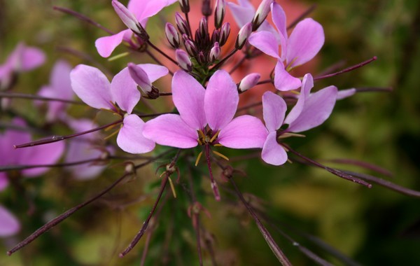 Violet Tongues