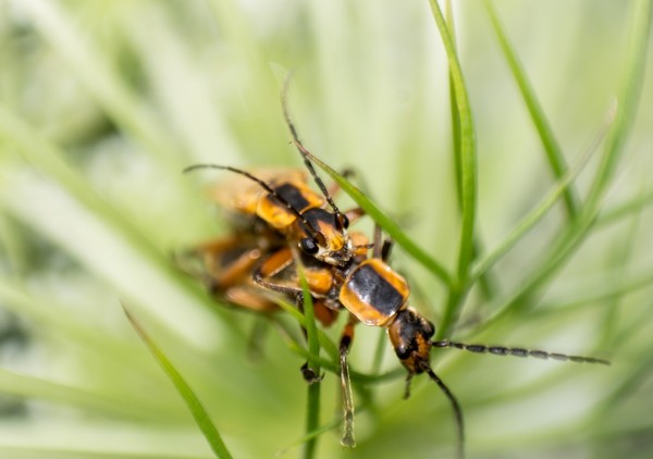 Mating Time
