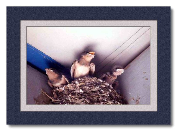 swallows 
