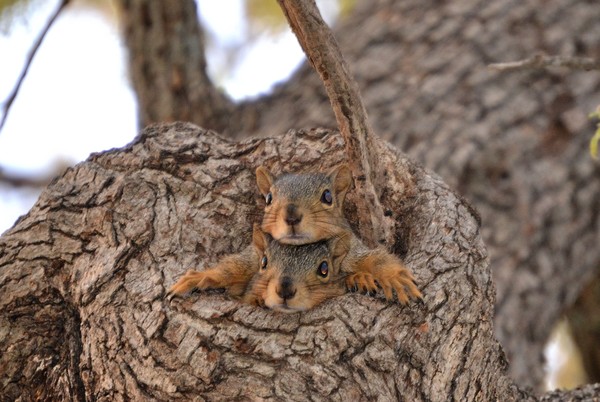young squirrels