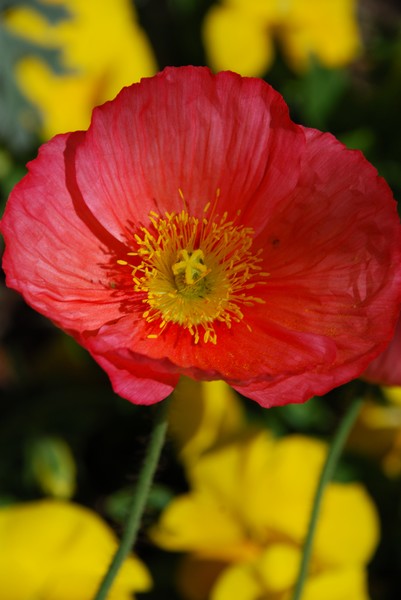 Red Flower_Macro 33