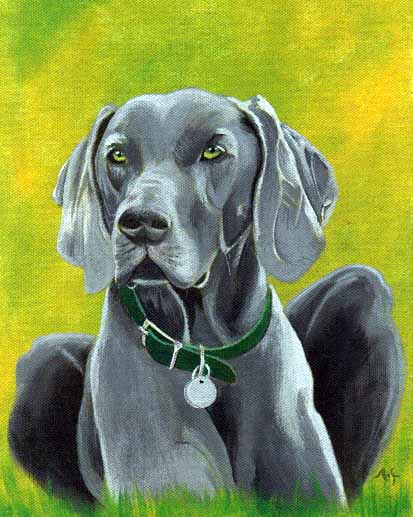 Jasmine the weimaraner