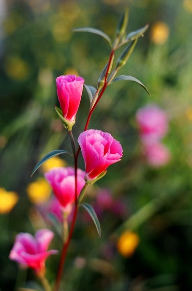 wildflowers