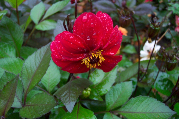 Flash of Red