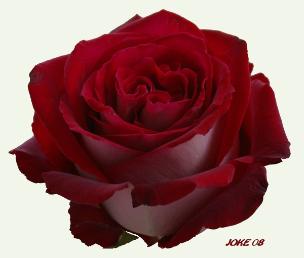 The color of love