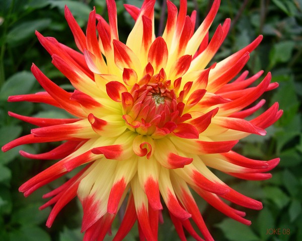 Dahlia