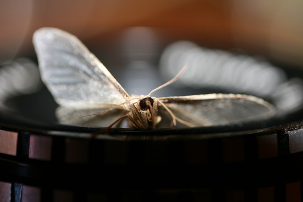 Lens Lander.
