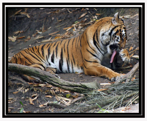 Tigers...the Larges of All Cats....