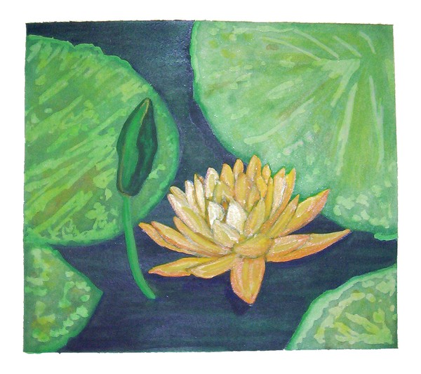 Yellow Pond Lily
