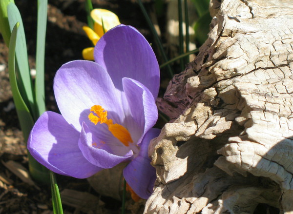 Welcome, Spring