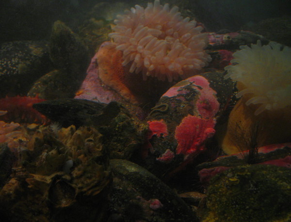 Bottom Dwellers