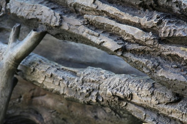 Close-up of Wood Sculpture