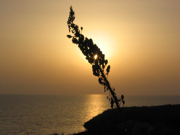 Sunset lapsi
